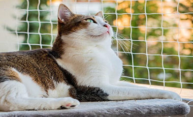 Pet Safety Nets